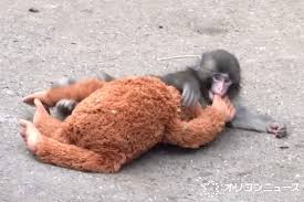 世界的人気のサル“パンチくん”に弊害「飼育員の業務に支障」 市川市動植物園が異例の呼びかけ「最低限の礼儀だと」