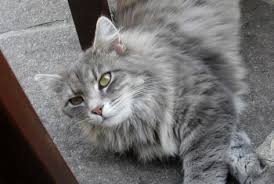 Bildergebnis für langhaar katze