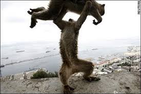 Image result for monkey fight