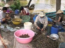 Người Trung Quốc sang Việt Nam lập trại nuôi gián - 1