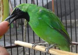 Image result for cucak ijo