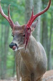 Image result for buck antlers
