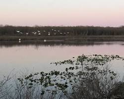 Image of JasperPulaski Fish & Wildlife Area