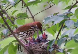 Image result for brown headed cowbird eggs