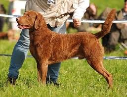 Image result for "Chesapeake bay retriever"