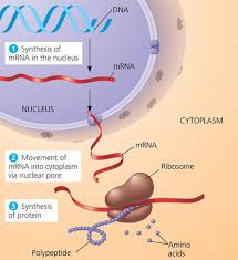 Image result for DNA and protein synthesis