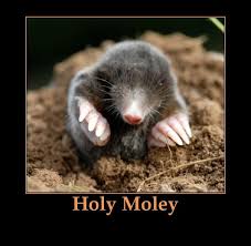 funny mole puns and quotes | Funny email forwards | Pinterest ... via Relatably.com