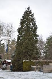 Riesenmammutbaum im Garten des Jan Meester in Veenhuizen - 18392