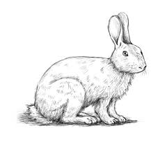 Image result for RABBIT