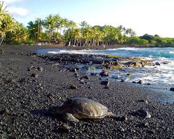 Image of Punalu'u Black Sand Beach