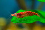 Red cherry shrimp