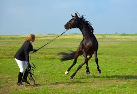 Image result for HORSE