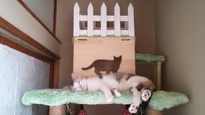 Image result for ねこ吉