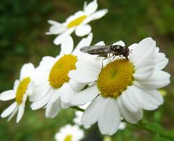 Image result for feverfew