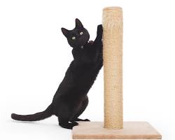 cat scratching a variety of scratching postsの画像