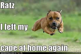 Funny Pitbull Dog Quotes. QuotesGram via Relatably.com