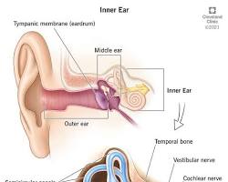 Image of Inner ear anatomy