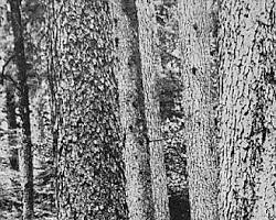 Industrial logging on Cheat Mountain