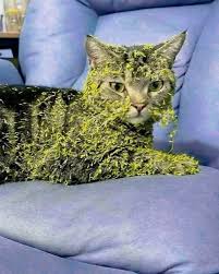 Cat gets covered in seeds on adventure