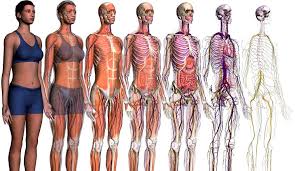Resultado de imagen para cuerpo humano