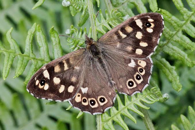 Speckled Wood | Dorset Butterflies