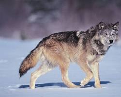 Image of gray wolf