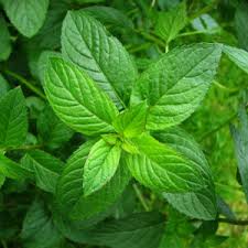 Image result for peppermint plant