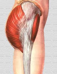 Resultado de imagen de gluteos