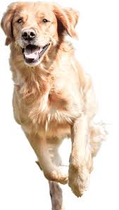 Image result for +dog