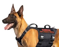 person putting a vest harness on a dogの画像