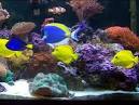 Live Saltwater Fish eBay