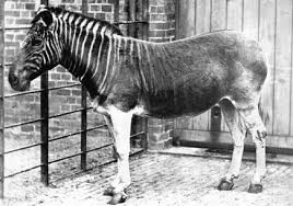 Résultat de recherche d'images pour "domesticated zebra"