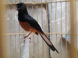 Hasil gambar untuk murai batu