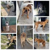 Port St. Lucie couple charged with eight counts of animal cruelty