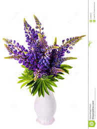 Image result for lupine