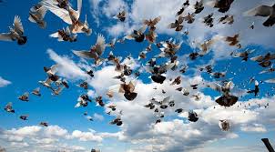 Image result for pigeons