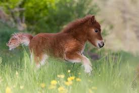 Image result for HORSE