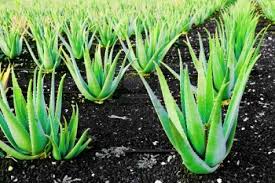 Image result for aloe vera