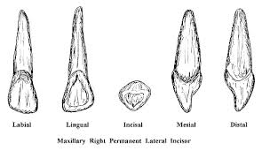 Résultat de recherche d'images pour "shovel shaped incisors"