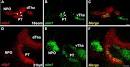 Anti-Digoxigenin-Fluorescein, Fab fragments from sheep