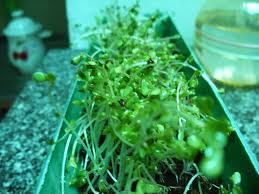 Image result for RAU MẦM CẢI XANH