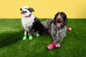 Crocs for dogs: Pet boots in pink and green sell out same day they're 
released