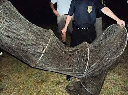 Resultado de imagem para pesca rs