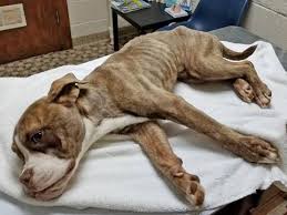 Garrido Stray Rescue Foundation
