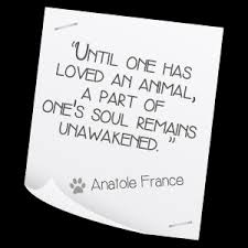 Pet Quotes. QuotesGram via Relatably.com