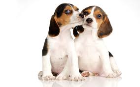Cute pups