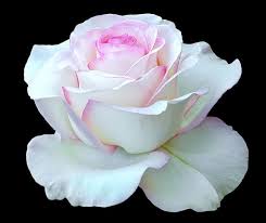 Image result for images of white rose