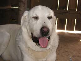 Résultat de recherche d'images pour "copperhead bites"