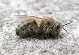 Devastating honeybee loss reported across United States expected to impact food prices
