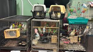 Over 70 animals rescued in suspected animal cruelty investigation